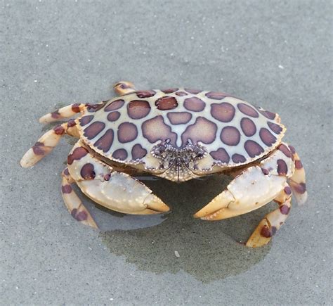 calico box crab distribution|calico box crab information.